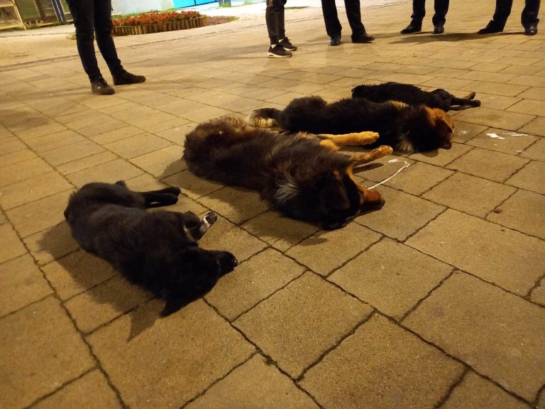 Qen të ngordhur në sheshin e Mitrovicës së Veriut, qytetarët thonë se dikush iu hodhi hot-dog