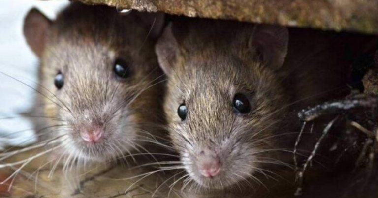 Diagnostikohet rasti i parë me ethe të minjve sivjet në Kosovë