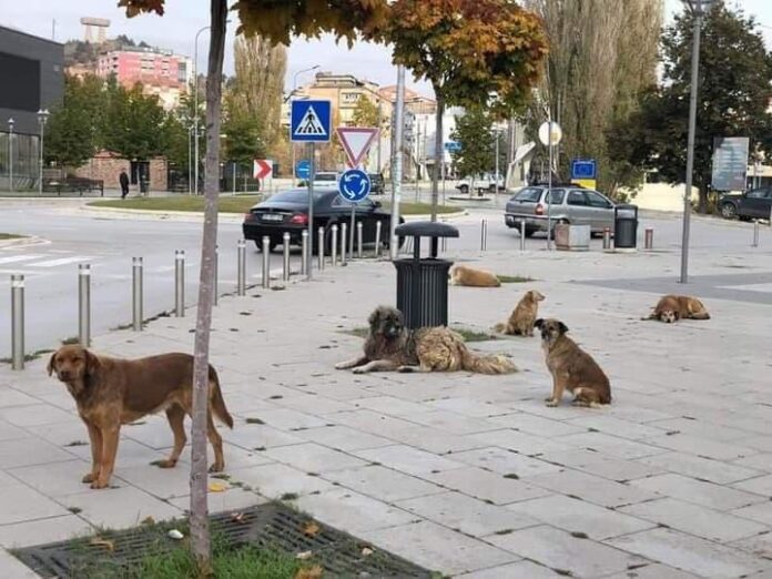 Kurti tregon një propozim për zgjidhjen e problemit me qentë endacakë