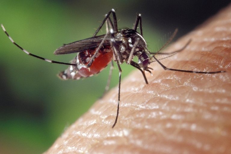 Virusi i Nilit, infektologët thonë se s’ka vend për shqetësim