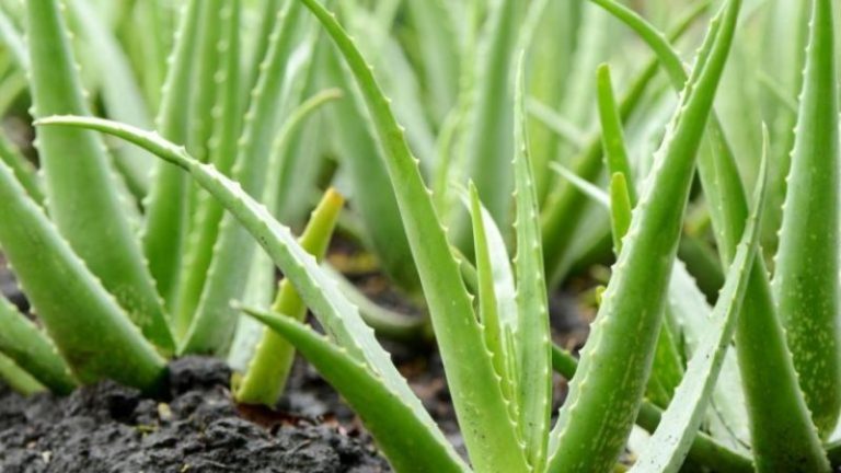 Mrekullitë që vijnë nga Aloe Vera, njihuni me vlerat e saj