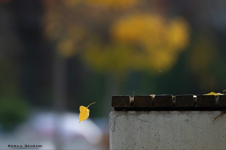 Mendimi për motin: Temperatura deri në 17C në fundjavë
