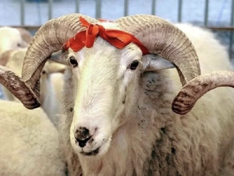 Rritet sërish çmimi i kurbanit në Kosovë