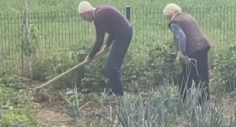 Në moshën 99 dhe 94 vjeç, çifti nga Kosova vazhdon të punojë tokën